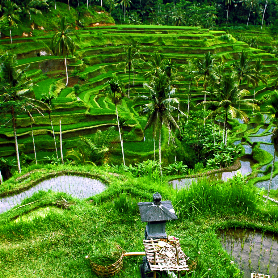 Lạc bước giữa những cánh đồng lúa ngọc lục bảo ở Jatiluwih