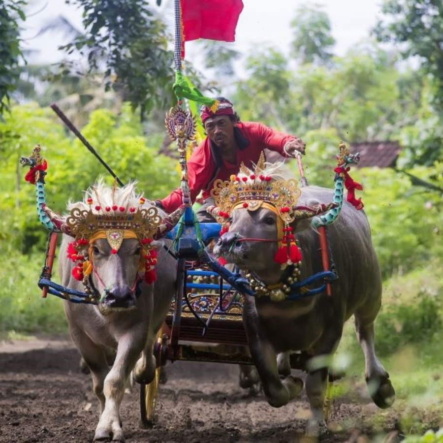 Đi bộ cùng trâu hồng trên đồng lúa